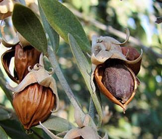 How I Healed my Hormonal Acne with Plant Based Skincare - Clean Kiss