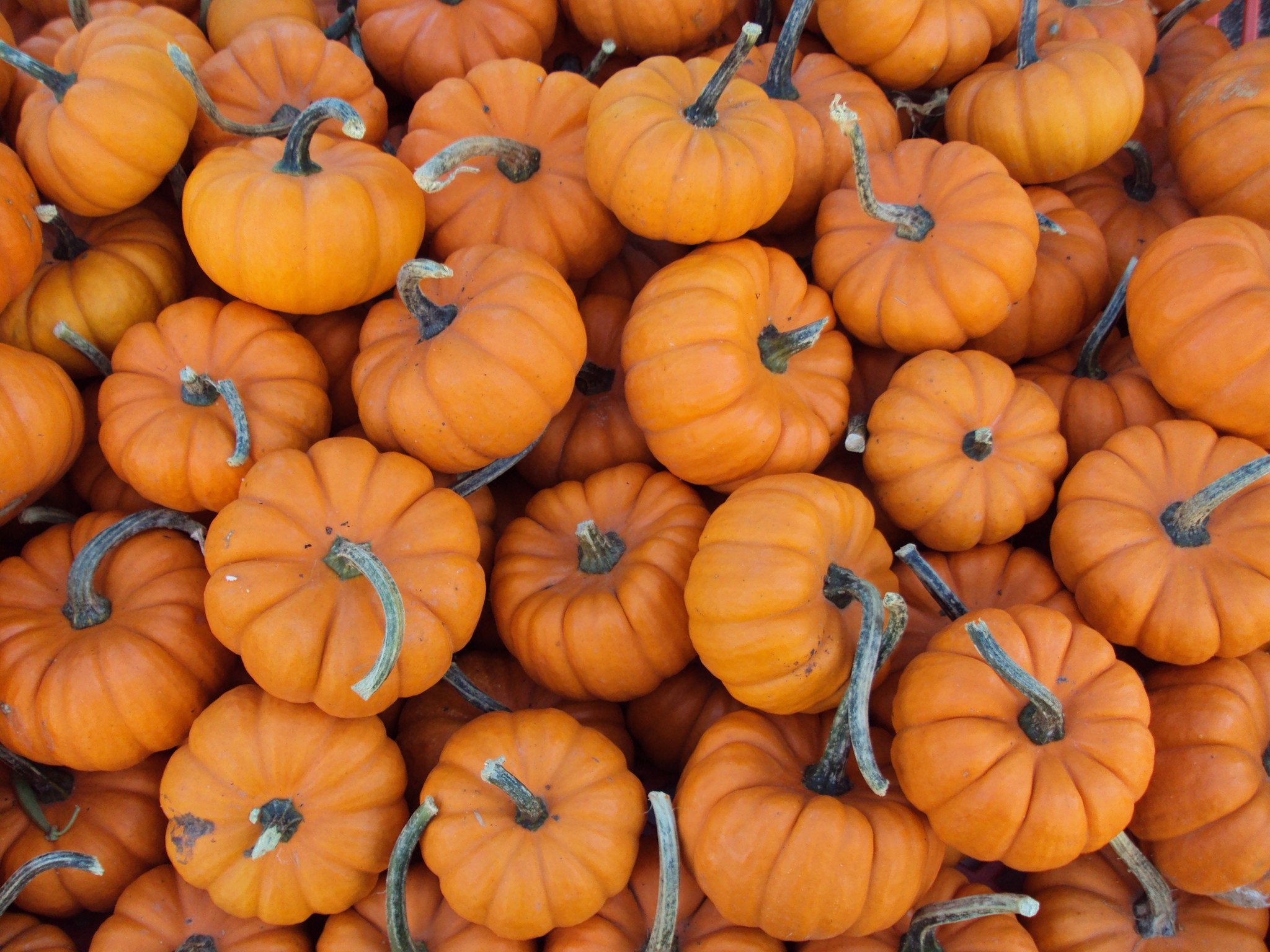 In Love With Pumpkin