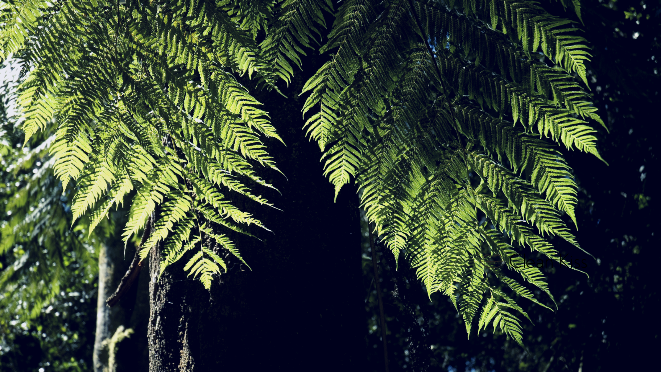 Is Your Skincare Sustainable and Why You Really Should Care - Clean Kiss