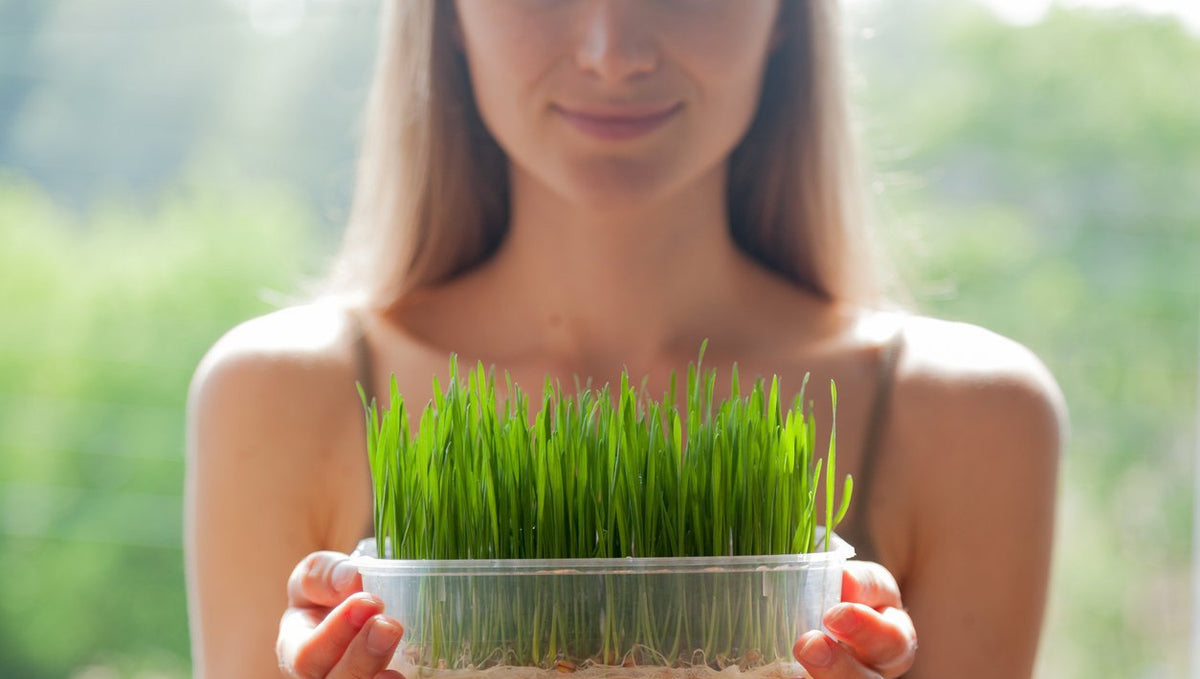 How to Guide for Growing your Greens for Naturally Beautiful Skin and Hair